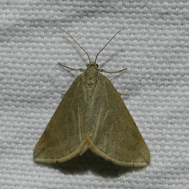 Lithostege griseata - szürke araszoló