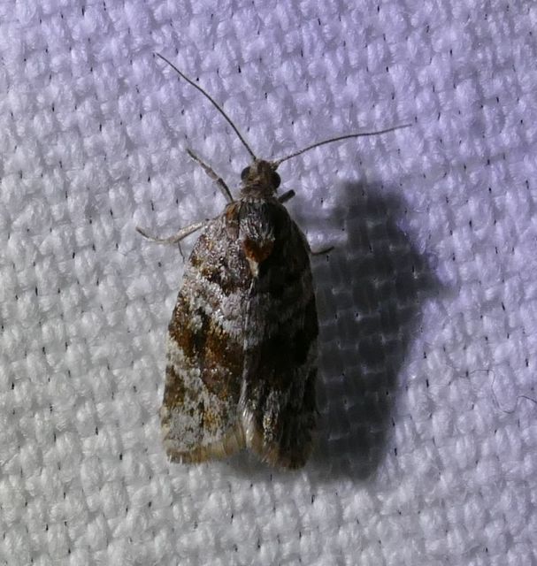 Argyrotaenia ljungiana - ékes sodrómoly