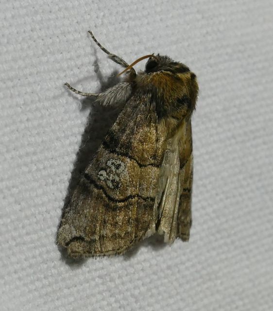 Tethea ocularis - pápaszemes pihésszövő