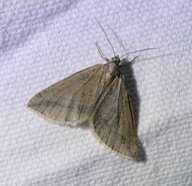 Lithostege griseata - szürke araszoló