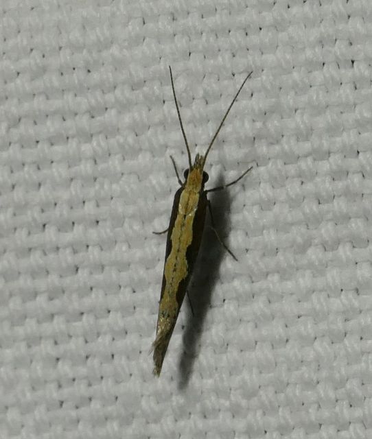 Plutella xylostella - káposztamoly
