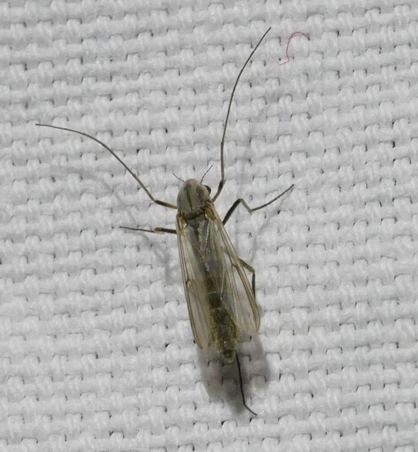 Chironominae