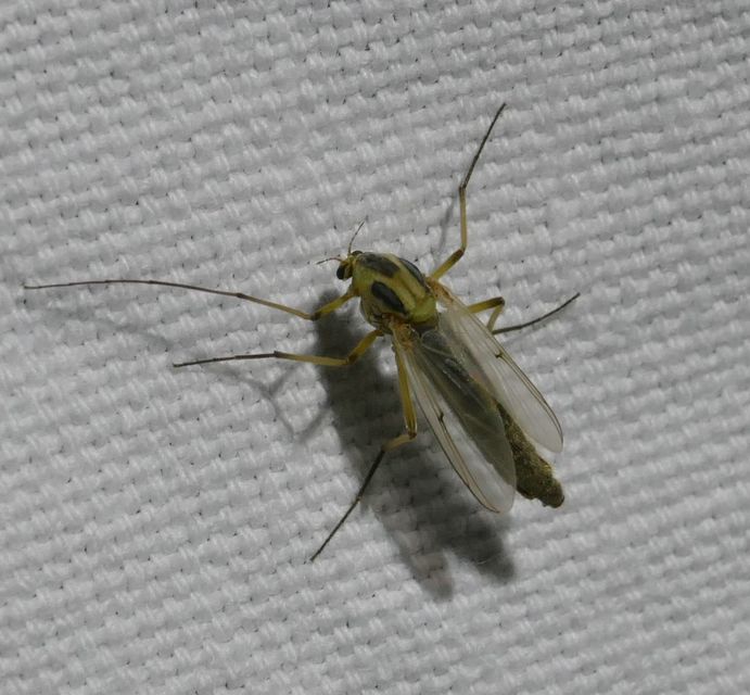 Chironominae