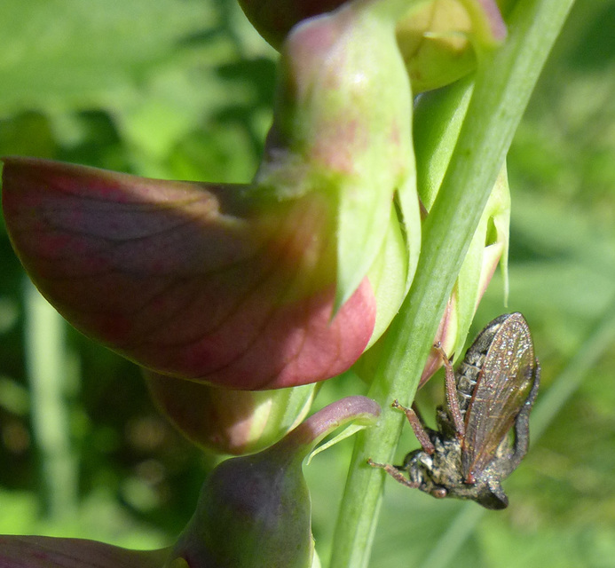 Centrotus cornutus - szarvaskabóca