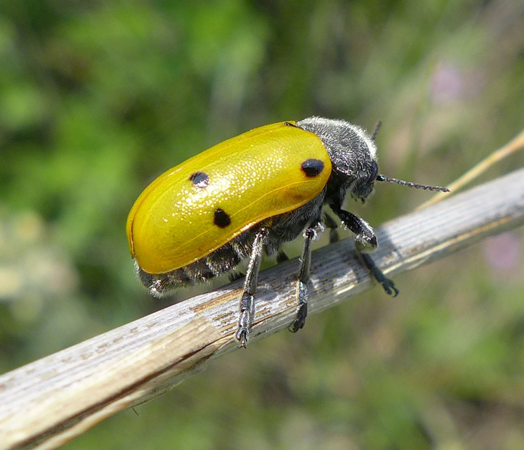 Lachnaia sexpunctata - szőrösnyakú zsákhordóbogár