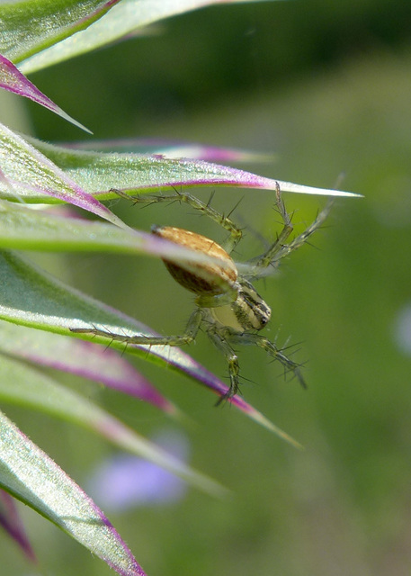 Oxyopes lineatus