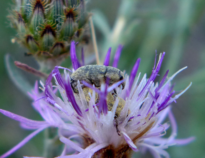 Larinus obtusus - imola-púderbarkó