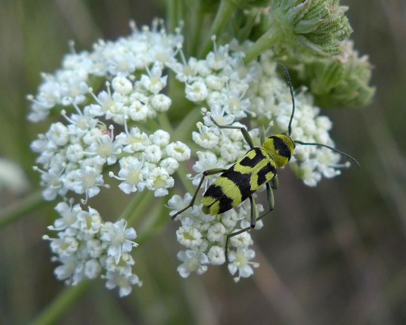 Chlorophorus varius - díszes darázscincér