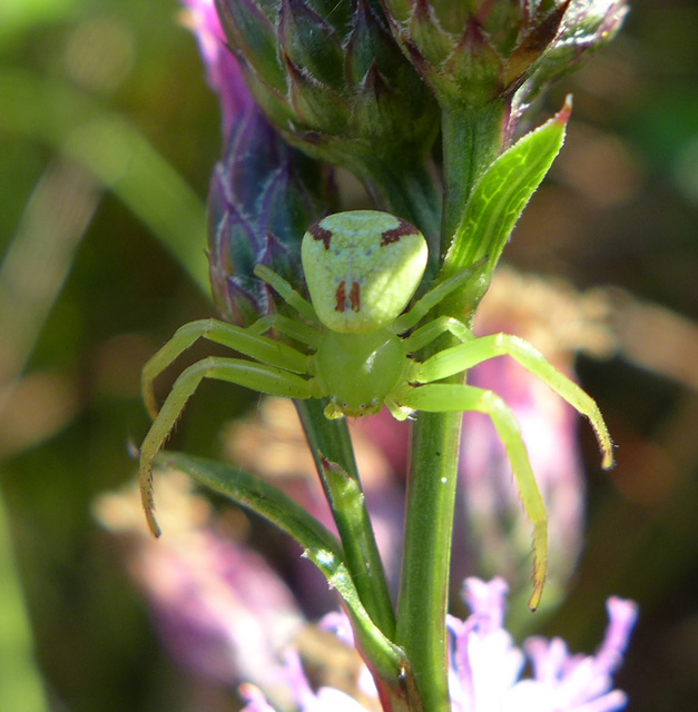 Ebrechtella tricuspidata - alakoskodó karolópók