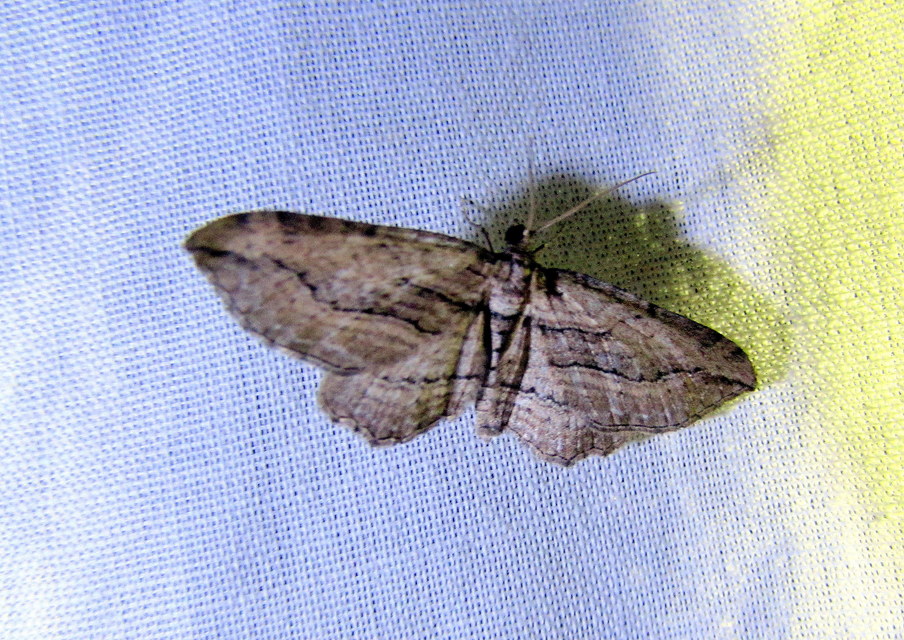Horisme corticata - barna iszalagaraszoló
