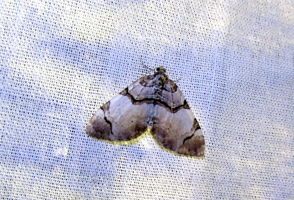 Anticlea derivata - vadrózsa-tarkaaraszoló