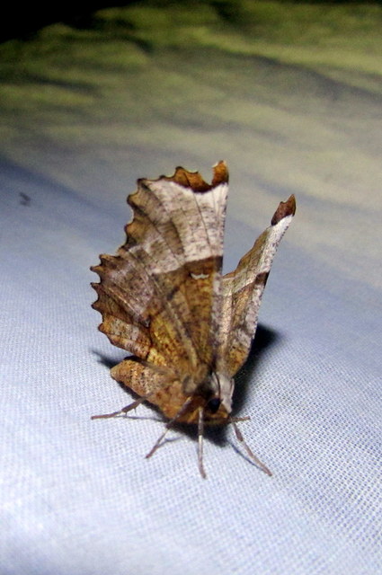 Selenia lunularia - egyfoltos holdasaraszoló
