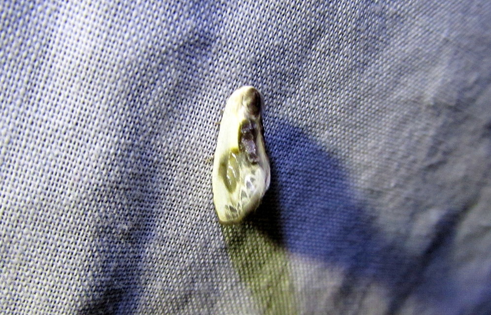 Cilix glaucata - törpe sarlósszövő