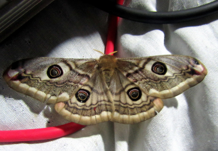Saturnia pavoniella/pavonia