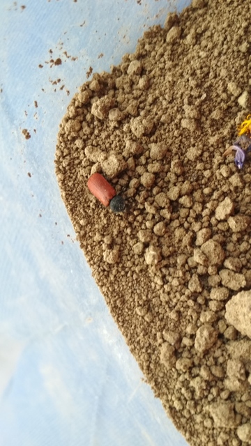 Bostrichus capucinus - piros csuklyásszú