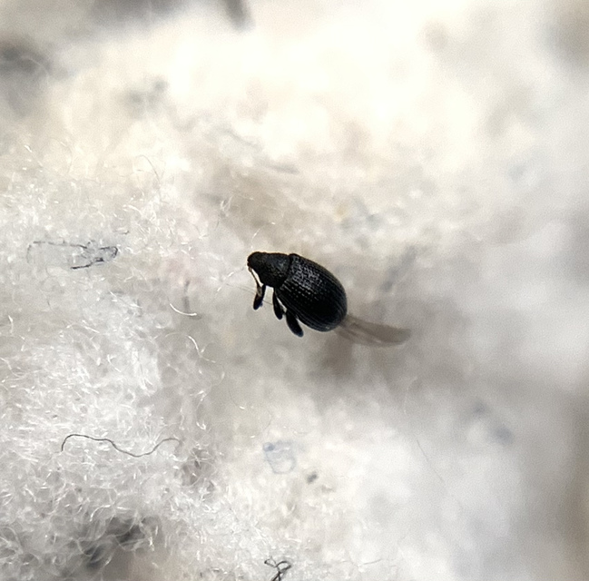 Rhamphus oxyacanthae - galagonya-bolhaormányos Rhamphus oxyacanthae - galagonya-bolhaormányos