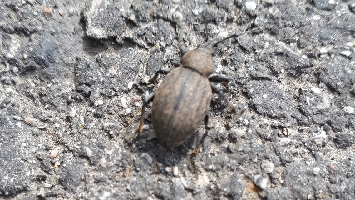 Otiorhynchus ligustici - vincellér-gyalogormányos