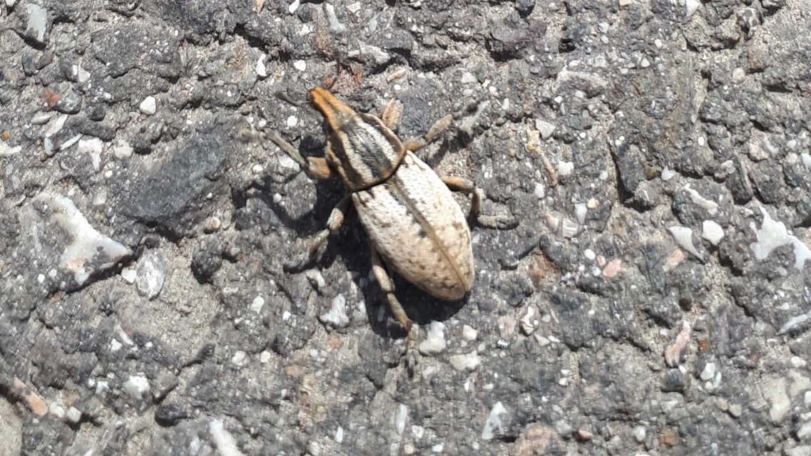 Pseudocleonus cinereus - hamvas barkó