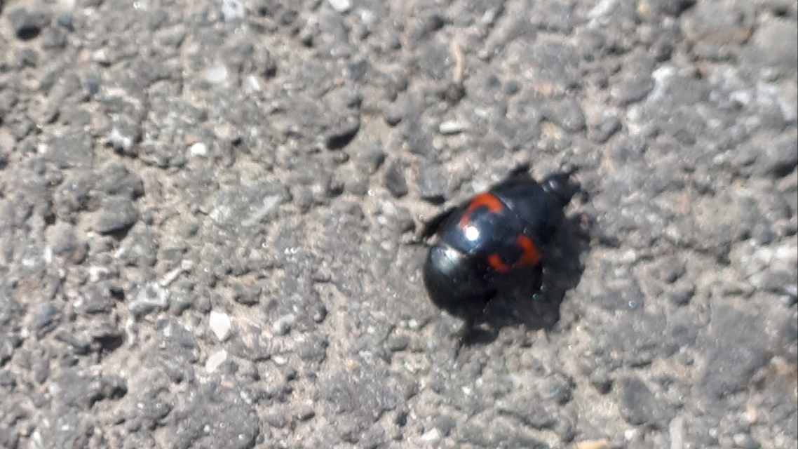 Hister quadrimaculatus - közönséges sutabogár