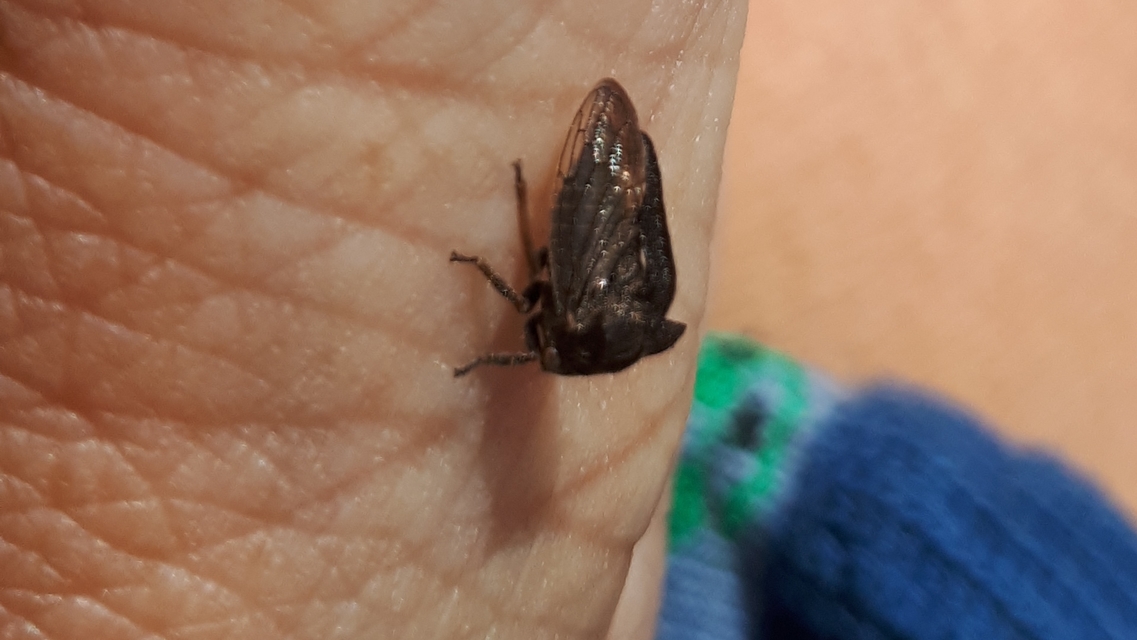 Centrotus cornutus - szarvaskabóca