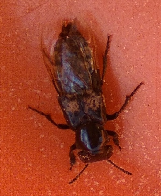 Creophilus maxillosus - dögész holyva
