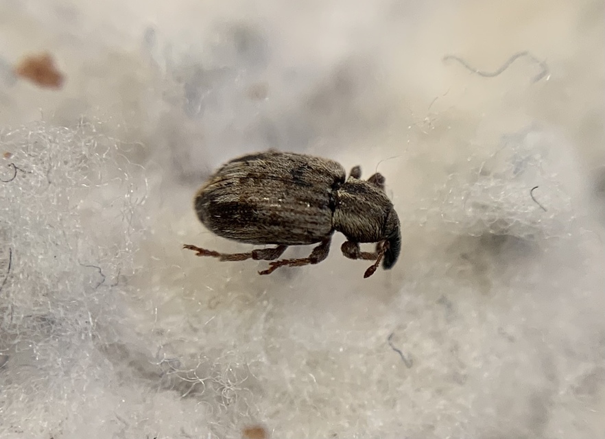 Hypera venusta - bíborhere-pikkelyesormányos