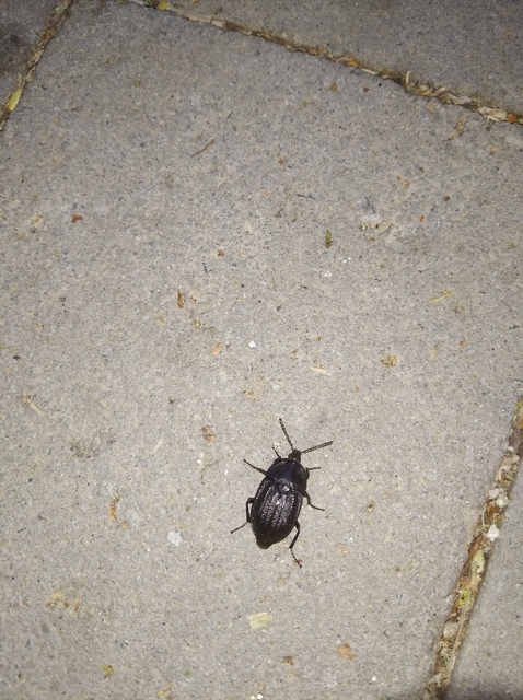 Phosphuga atrata - bordás csigarabló