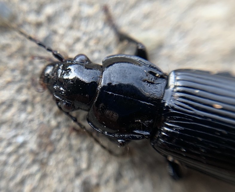 Pterostichus melanarius - közönséges gyászfutó