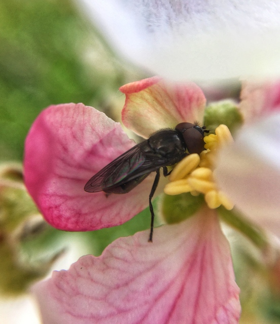 Cheilosia