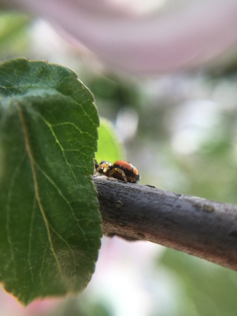 Synema globosum - fekete-sárga karolópók