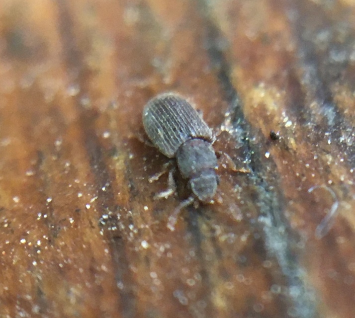 Berginus tamarisci - hengeres gombabogár