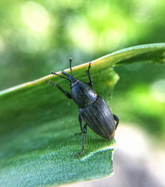 Sphenophorus striatopunctatus - mezei zsuzsok