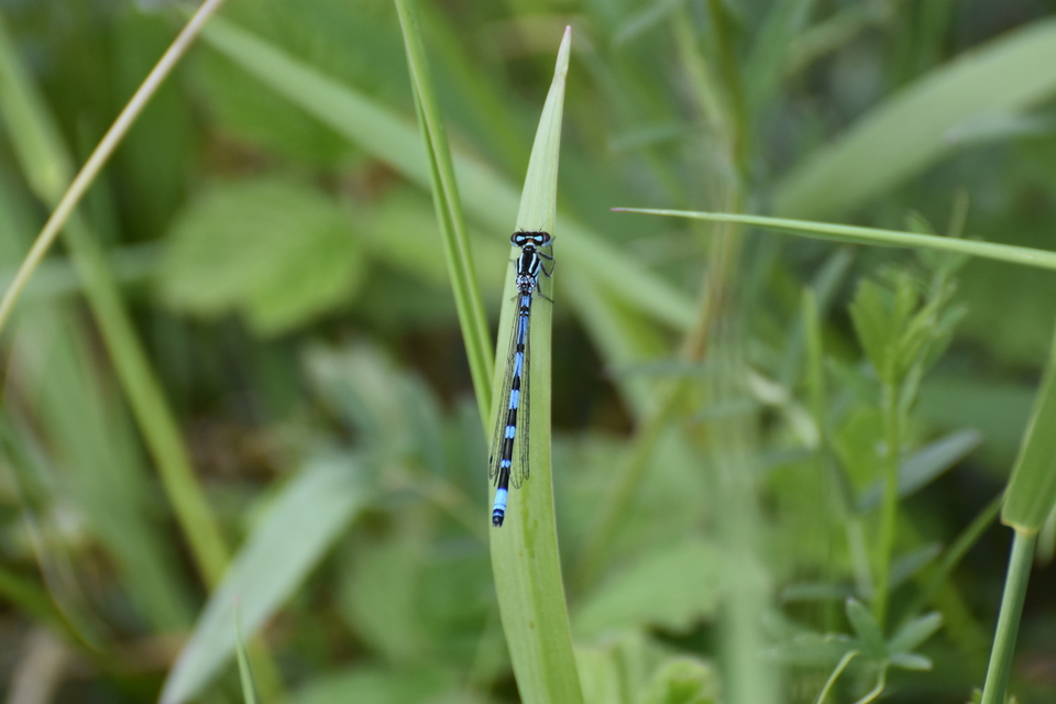 Coenagrion ornatum - díszes légivadász