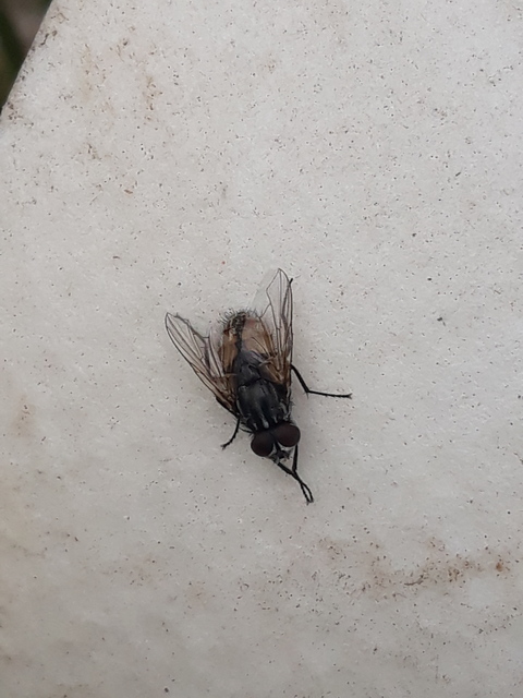 Musca autumnalis - tanyai légy