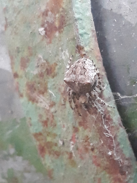 Araneus circe/angulatus