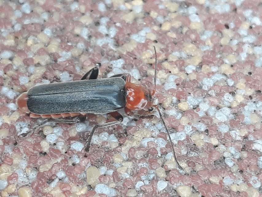 Cantharis livida - mezei lágybogár