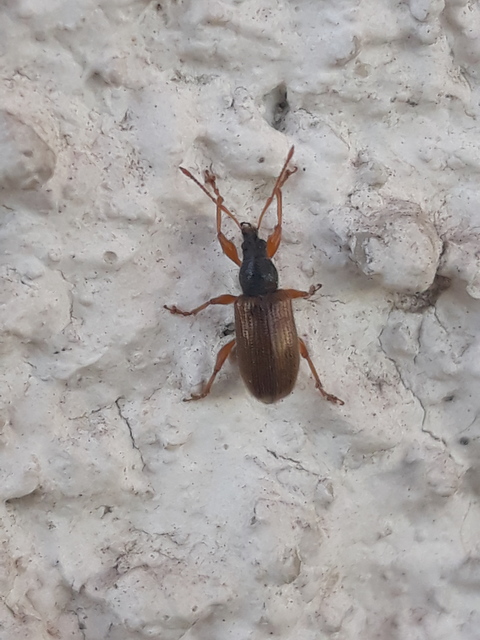 Phyllobius oblongus - közönséges levélormányos