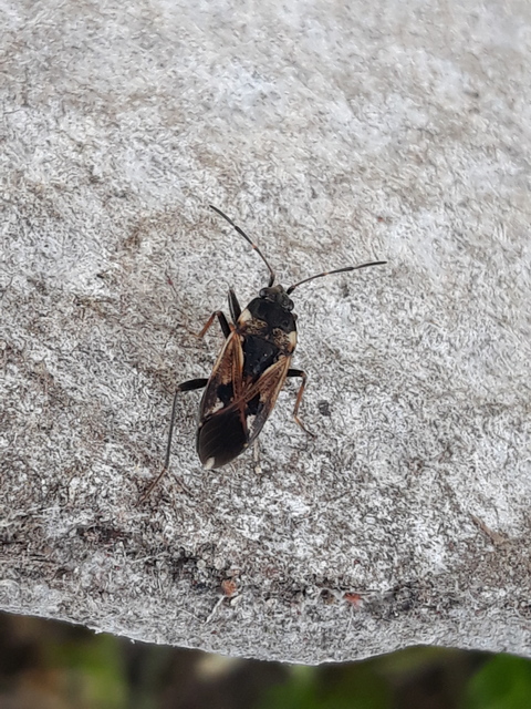Rhyparochromus vulgaris - közönséges díszesbodobács