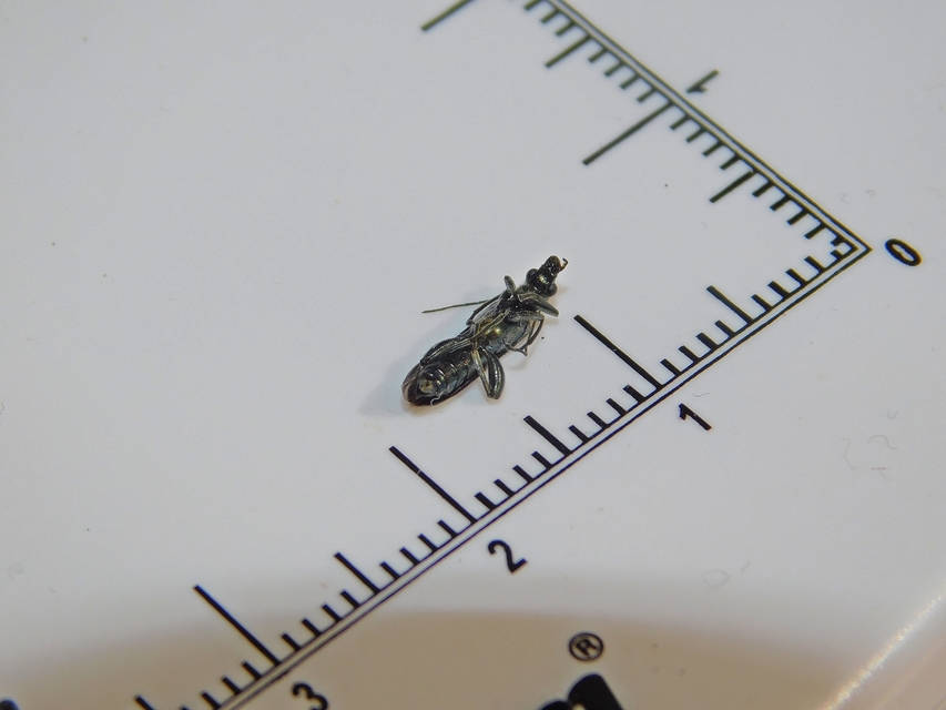 Oedemera virescens - zöldes álcincér
