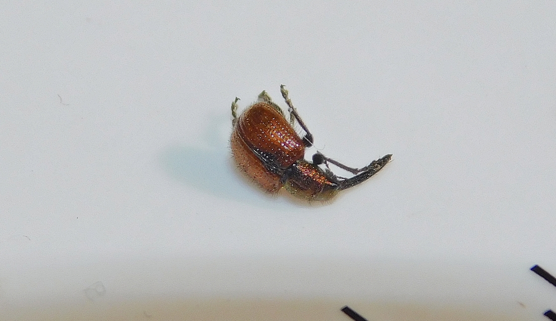 Tatianaerhynchites aequatus - piros kökényeszelény