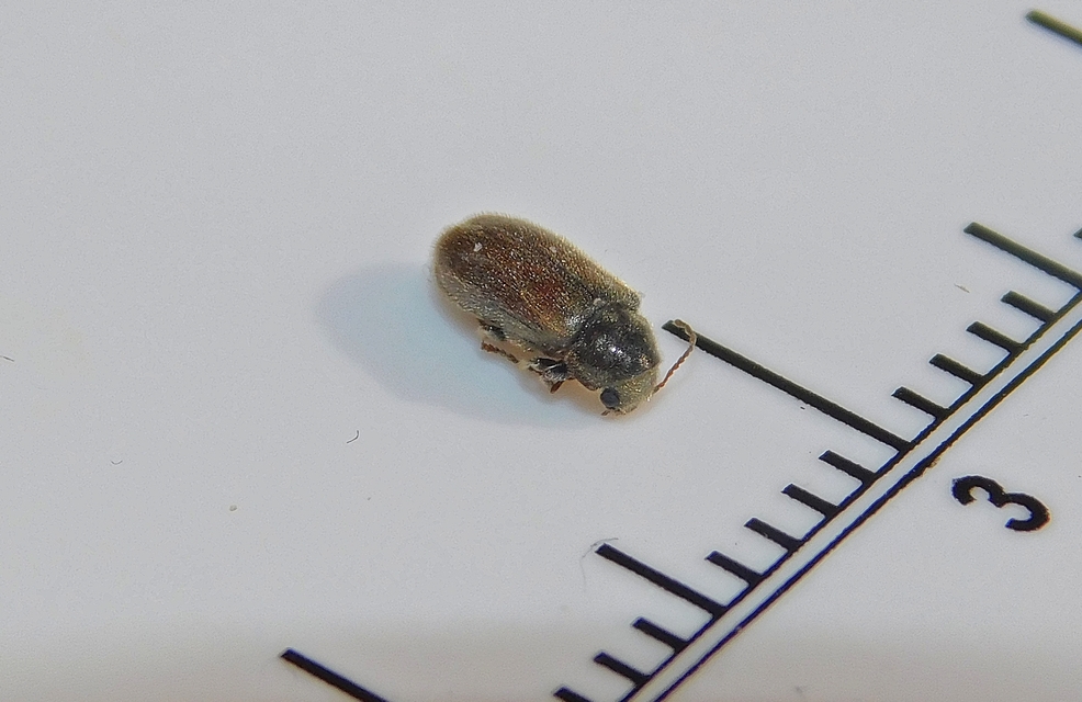 Hyperisus plumbeus - fémes álszú