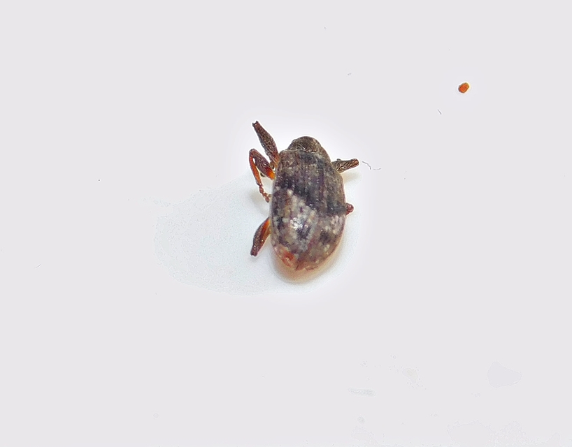 Anthonomus pomorum - alma-bimbólikasztó Anthonomus pomorum - alma-bimbólikasztó