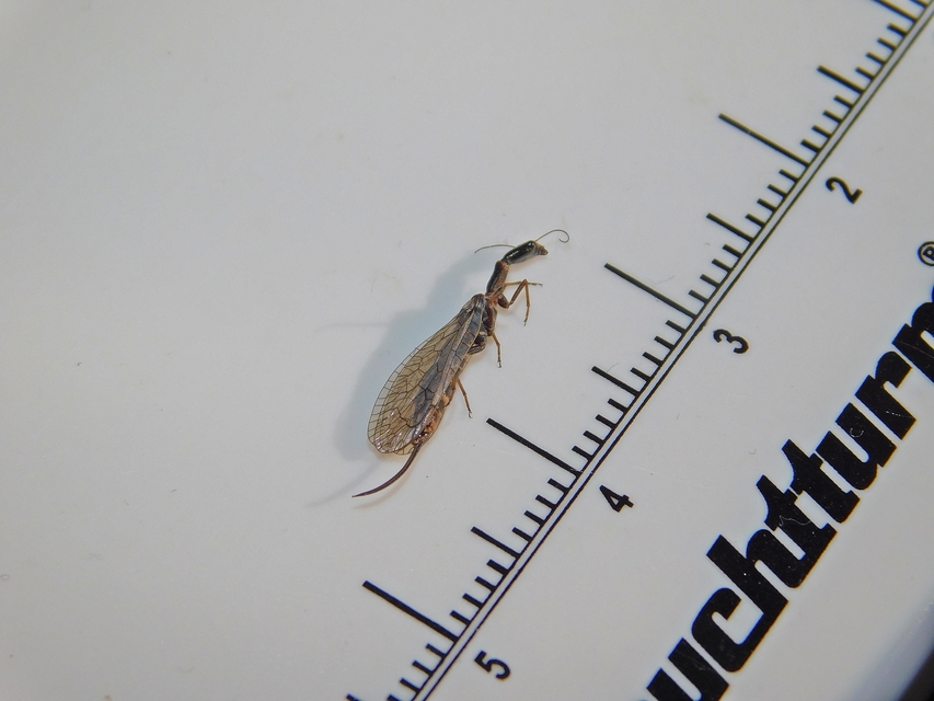 Raphidioptera - Tevenyakú-fátyolkák