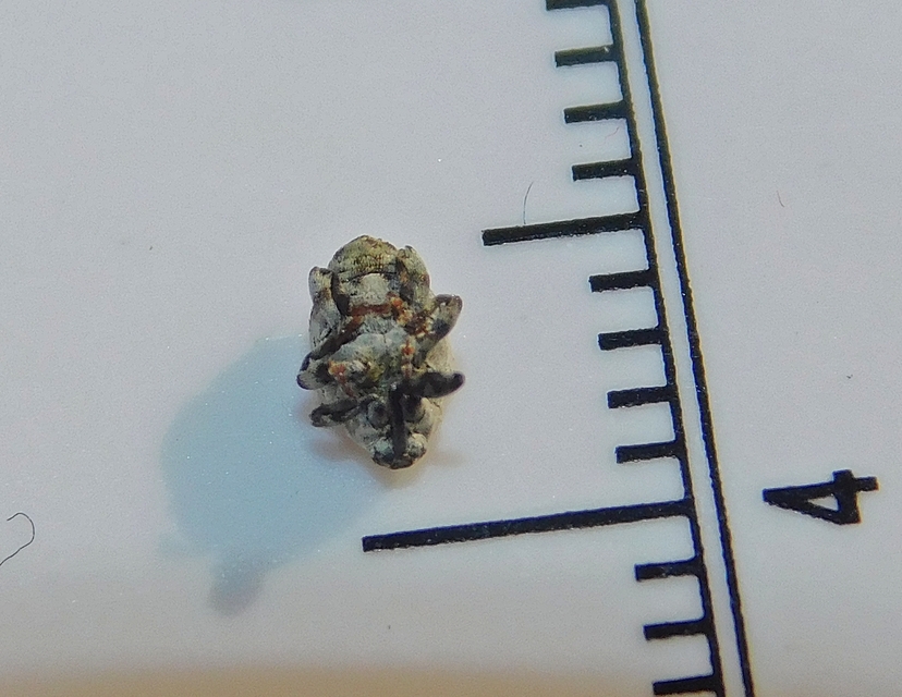 Hadroplontus trimaculatus - háromfoltos aszatormányos