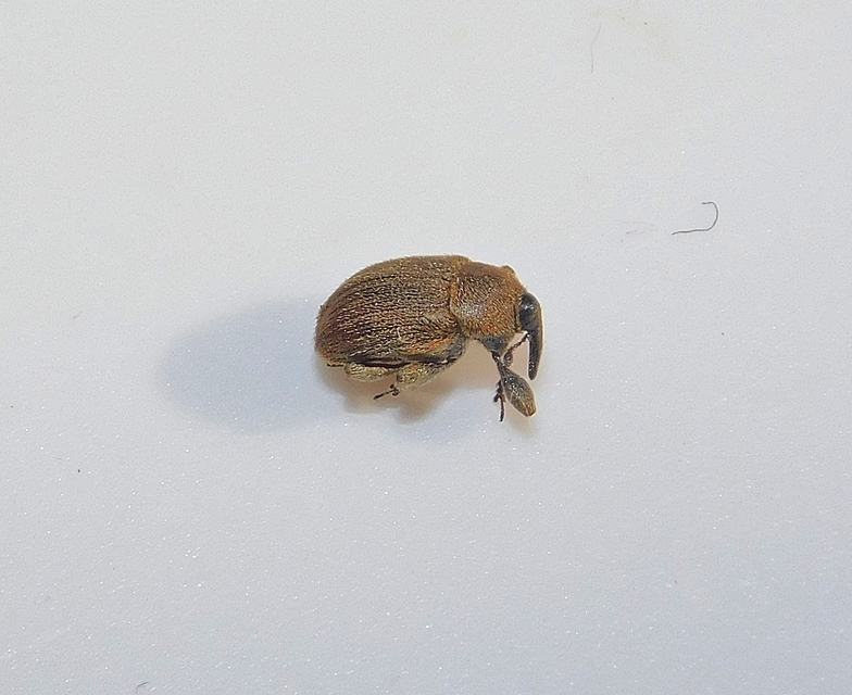 Rhinusa tetra - magtoklakó ökörfarkkóró-ormányos