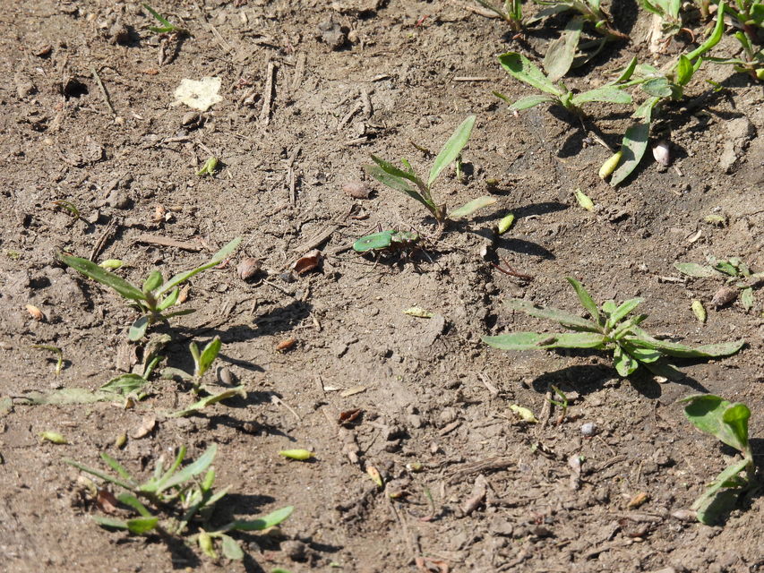 Cicindela campestris - mezei homokfutrinka