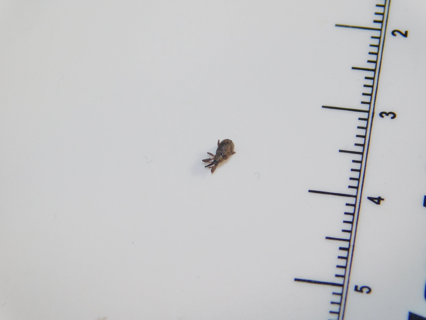 Anthonomus