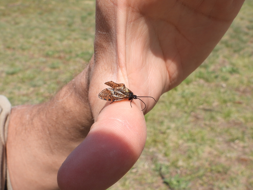 Oligostomis reticulata