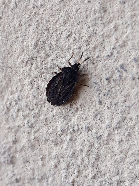 Aradus distinctus