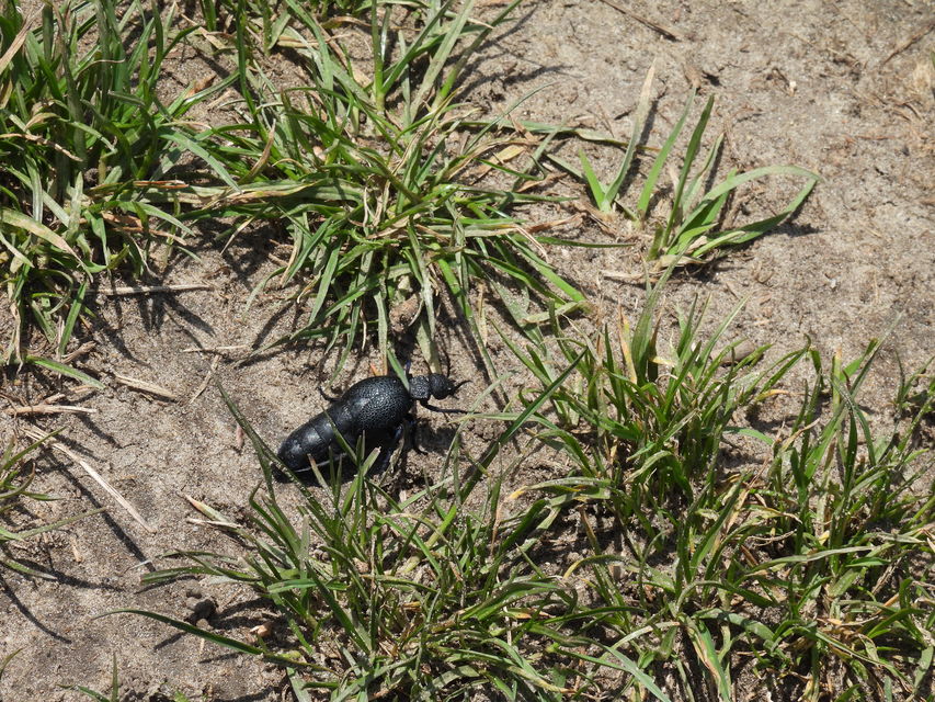 Meloe cicatricosus - óriásnünüke